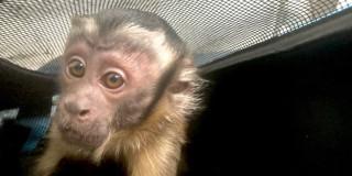 Mono decomisado en operativo de control ambiental