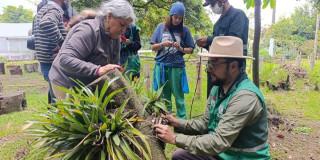 siembra de bromelias en Puente Aranda Bogotá