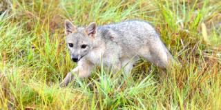 zorro perruno captado en Humedal De Torca-Guaymaral
