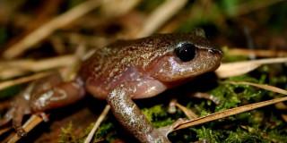 rana de niebla observada en área estratégica de Bogotá