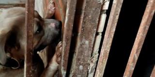 Perro rescatado en criadero de Ciudad Bolívar en el sur de Bogotá