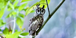 Búho rayado captado en humedal de Bogotá