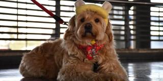 Perro en estación de Transmilenio