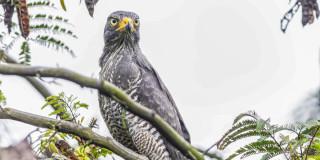 Foto de avistamiento de aves en Bogotá.
