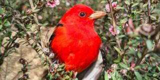 Piranga escarlata observada en Bogotá