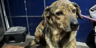 Perro reportado como perdido ante el IDPYBA