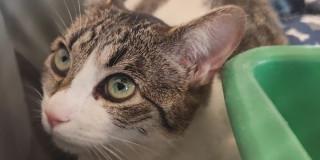 Foto de rescatado por el IDPYBA en Bogotá.