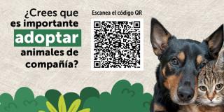 Invitación encuesta sobre adopción de animales de compañía