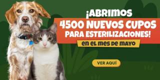 Campaña de esterilización de animales de compañía del IDPYBA