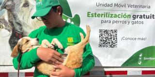 Perro esterilizado en Bogotá