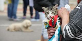 Foto de un gato y un perro en una de las jornadas de esterilización gratis de mascotas en Bogotá.