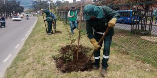 Plantaciones de árboles en Ciudad Bolívar