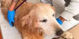 Perro aprehendido en localidad de Teusaquillo de Bogotá