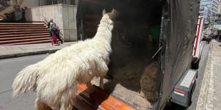 Llama aprendida en centro de Bogotá