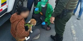 Foto de perra beagle rescatada en Bosa.