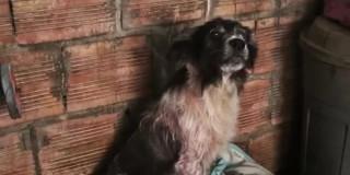 Sasha, perra rescatada en Fontibón