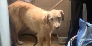 Foto del perro rescatado en Kennedy, al suroccidente de Bogotá.