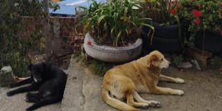 Perros en refugio de Bogotá