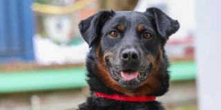 perro criollo en Bogotá
