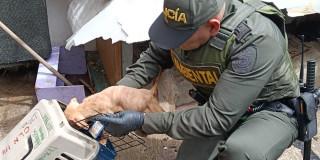 Imagen del operativo de rescate de perros en Rafael Uribe Uribe