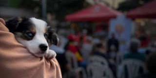 Perro cachorro en un centro de protección y cuidado de animales. 