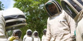 Clínica de abejas en Bogotá