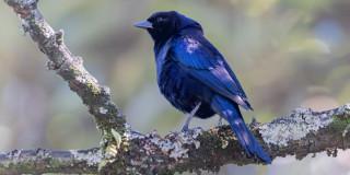 jornada de avistamiento de aves en Bogotá