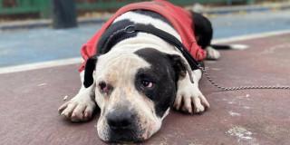 Imagen de un perro pitbull en un parque de Bogotá