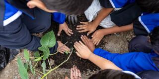 Niños plantando un árbol.
