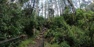 Foto que muestra arboles y un sendero ecológico 