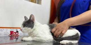 Foto de un gato blanco 
