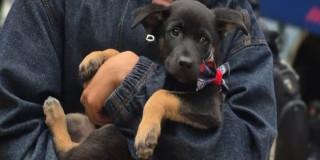 Foto de perro adoptado en Bogotá.