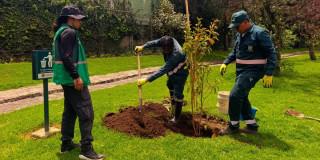 operarios del Jardín Botánico de Bogotá realizan actividad de siembra de arbolado jóven