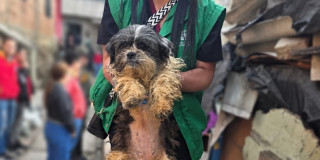 Perro rescatado en Bogotá sostenido por rescatista en localidad donde se realizaron operativos de control contra el maltrato animal