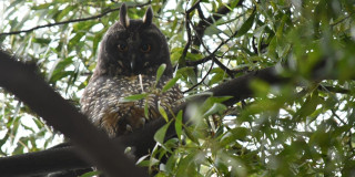 Foto de un búho orejudo en un árbol.