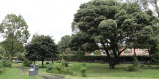 Bosque urbano en Bogotá con árboles, césped, sendero y canecas