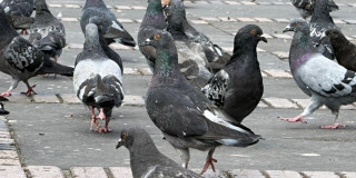 Grupo de palomas camina sobre superficie adoquinada sobre la Plaza de Bolívar de Bogotá