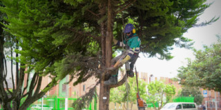 Imagen que muestra una persona podando un árbol