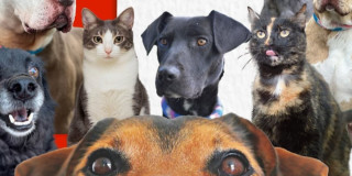 Perros y gatos rescatados aparecen juntos promoviendo adopción responsable para Expopet 2026 en Bogotá