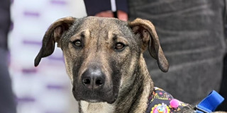 Perro mestizo en Bogotá porta arnés colorido con personas al fondo