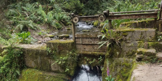 Foto que muestra árboles y una salida de agua 