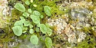 Nueva especie descubierta por investigadores del Jardín Botánico de Bogotá