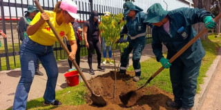 Equipo del Jardín Botánico y comunidad realizan plantación de árbol en andén durante jornada de recuperación arbórea en Engativá