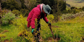 Persona realiza siembra manual de árbol joven en jornada de restauración ambiental en Bogotá