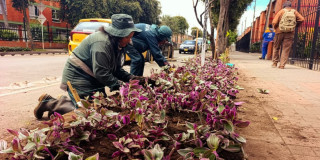 Personal del Jardín Botánico siembra plantas ornamentales en andén urbano del Tintal