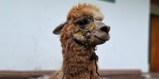 Primer plano de llama rescatada en Bogotá que será trasladada a un nuevo hábitat en Medellín