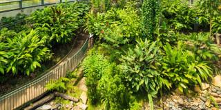 Sendero curvo rodeado de vegetación abundante en el Tropicario del Jardín Botánico de Bogotá