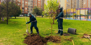 Operarios del Jardín Botánico de Bogotá siembran árbol en parque urbano de Bogotá con edificios de fondo