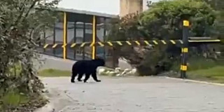 Oso andino camina por vía cerca de cerramiento en zona natural protegida en Chingaza