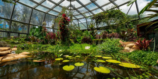 Interior del Tropicario del Jardín Botánico de Bogotá con estanque y plantas